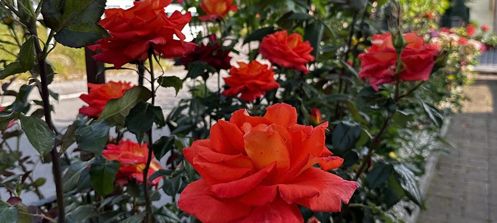 Sistemi <span>Audio per Giardini</span>