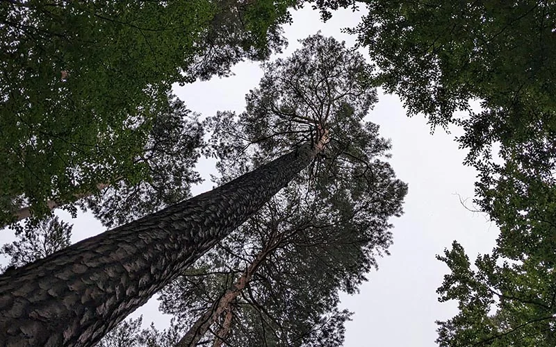 Potatura <span>alberi di alto fusto</span>